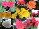 Colori 20+ tuberosa Begonia semi misti