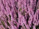 Calluna Vulgaris Seed, erica scozzese, una copertura di terra sempreverdi o arbusto basso.
