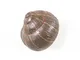 Appendiabiti Snail Sleeping - / Escargot - Resina di  - Multicolore - Materiale plastico
