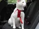 Pettorina da automobile per gatti Trixie - rosso