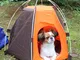 Protezione solare per esterni cani di piccola e media taglia cuccia speciale cuccia Cathou...