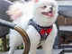 Teddy Hiromi Bichon corda di trazione per cani imbracatura pettorale guinzaglio per cani i...