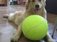Tennis 24cm gonfiabile attività di tennis regalo giocattolo per animali da compagnia gioca...