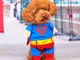 universale cane gatto Superman Altro cotone