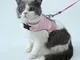 1 pz Imbracatura per cani traspirante Gilet in maglia di poliestere Guinzaglio Pet Pet Str...