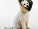 All Four Paws Collare Medico per Cani Comfy Cone Taglia L 25 cm Tanno