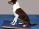 FitPAWS Tavola per l'Equilibrio Gigante 75x75 cm Blu