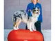 FitPAWS Piattaforma di Equillibrio per Animali Trax Peanut 50 cm Rossa