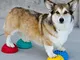 FitPAWS Supporti di Allenamento dell'Equilibrio per Zampe Cani 4 pz