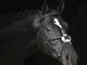 Covalliero Briglia Cancun per Pony Nera