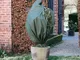 Nature Natura Copertura Antigelo in Pile per Piante 70 g/m² Verde 1,5x2 m
