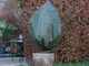 Nature Natura Copertura Antigelo in Pile per Piante 70 g/m² Verde 2,5x3 m
