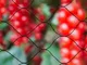 Nature Rete per Uccelli Primo 10x10 m Nera 6030407