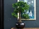 Emerald Ficus Artificiale Mini Bonsai 47 cm 420006 Verde