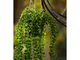 Emerald Ficus Pumila Artificiale Cespuglio Sospeso in Vaso 60 cm