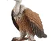 WILD LIFE Vulture