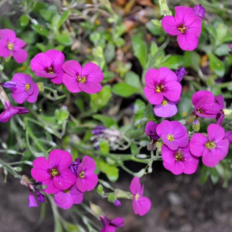 Peragashop - 1 pianta arabis fucsia in vaso 14CM Perenne