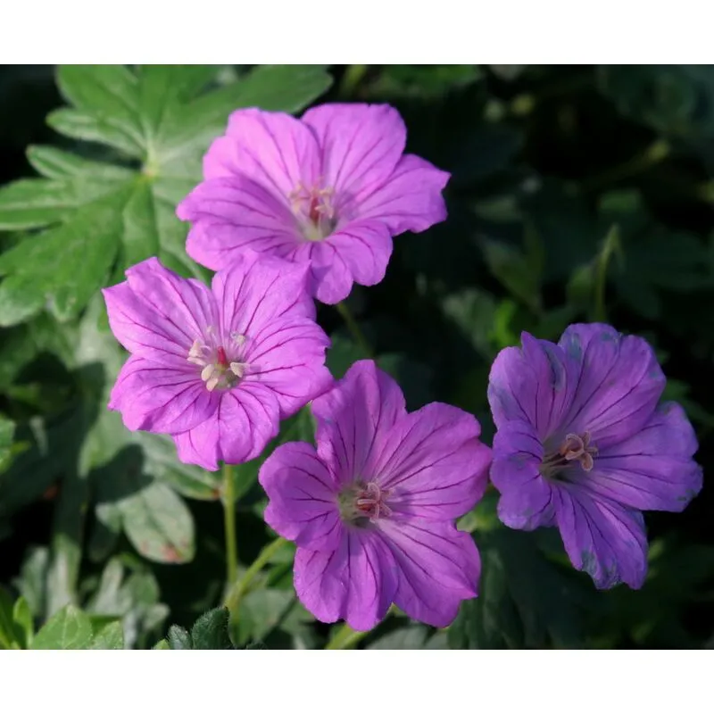 1 Pianta Di Geranium Blushin Turtle Vaso 18cm