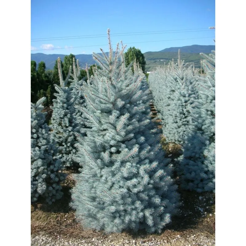 Peragashop - 1 pianta di abete picea pungens xmas super blue vaso 30CM conifera nana