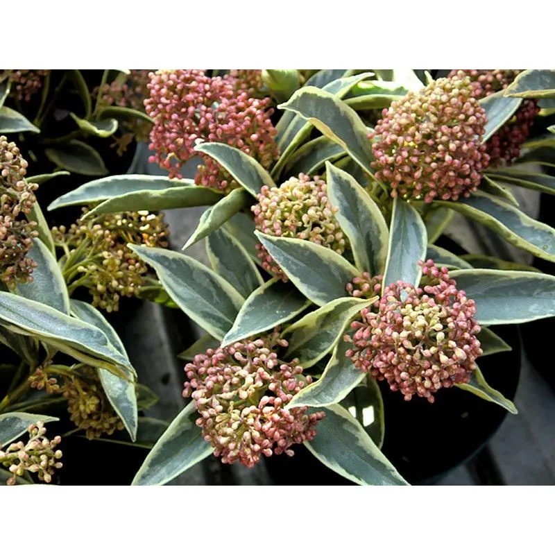 1 pianta di skimmia magic marlot perenne arbusto