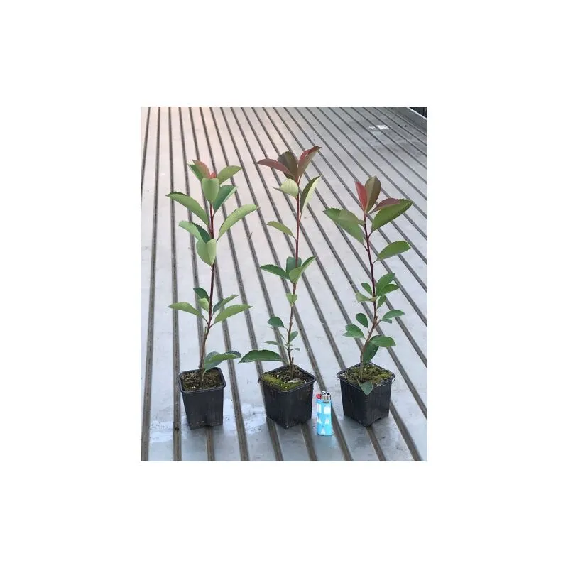 Fotinia 'Photinia x fraseri Red Robin' 24 piante da siepe in vaso 9 cm