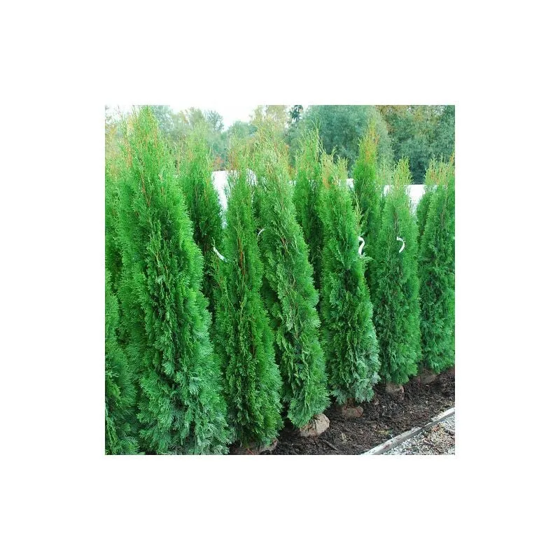 Tuia smeraldo "Thuja occidentalis Smaragd" 24 piante in vaso 9 cm