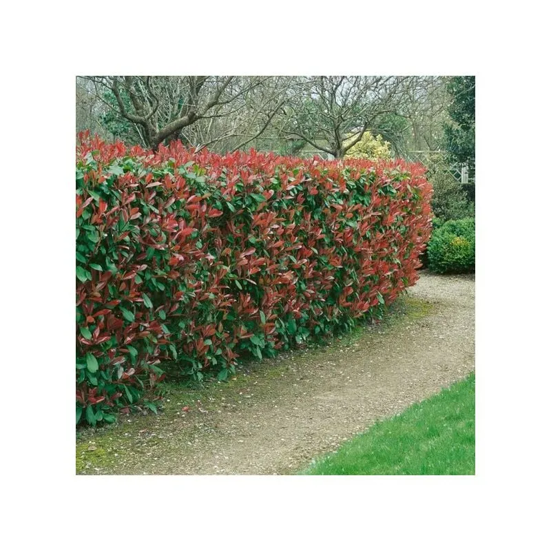 Vivaio Garden Forest - 40 Piante di photinia h 180/200cm piante per siepi