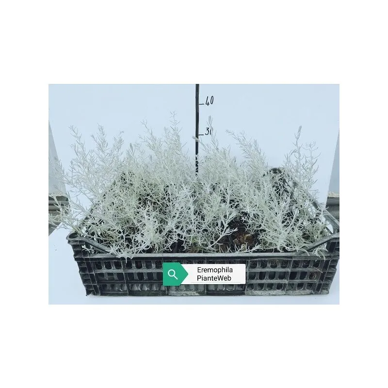 40pz Pianta Eremophila Nivea