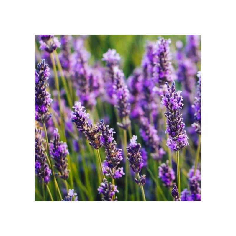 40pz Pianta Lavanda Angustifolia