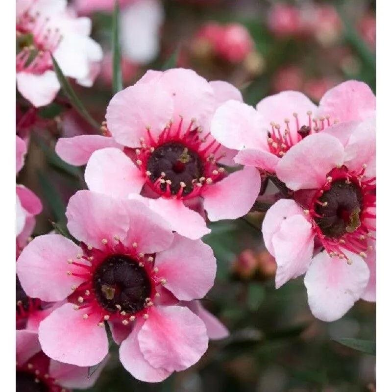 40pz Pianta Leptospermum