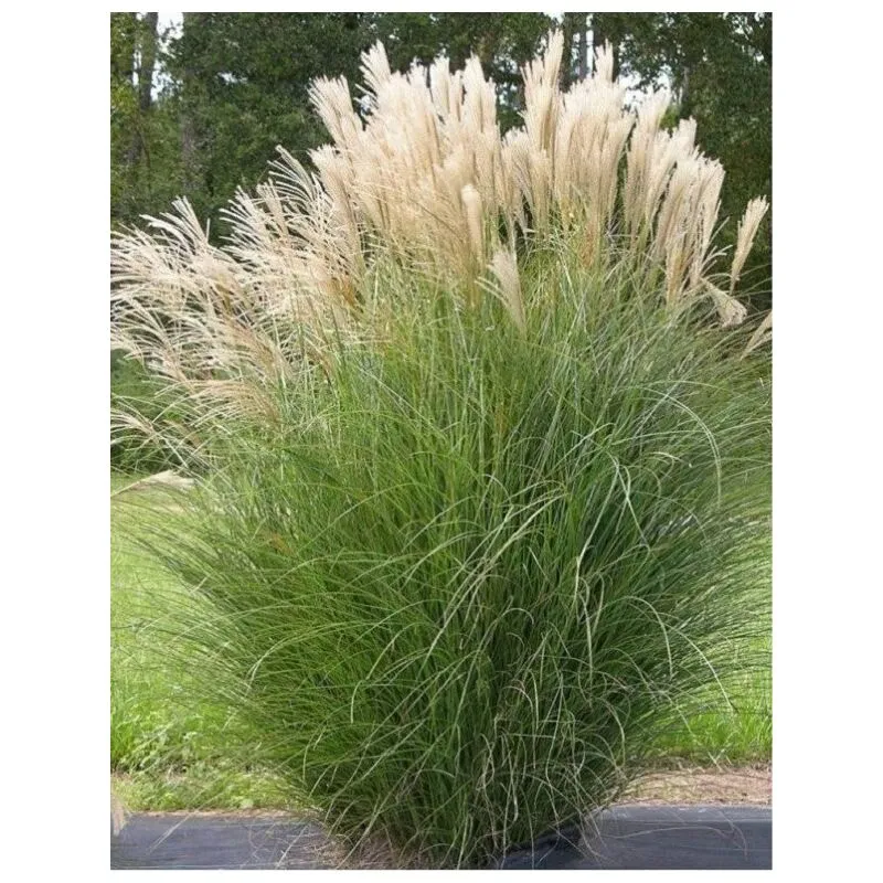 40Pz Pianta Miscanthus Variegato