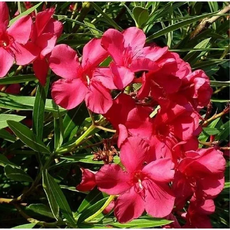 Pianteweb - 40pz Pianta Nerium Oleander