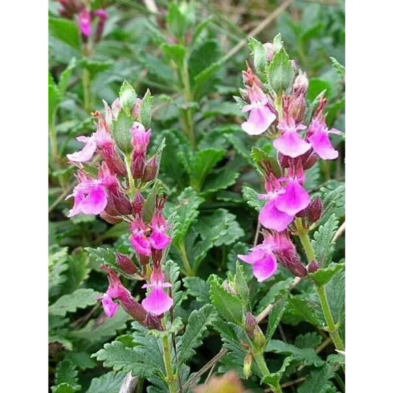 40pz Pianta Teucrium Chamaedrys