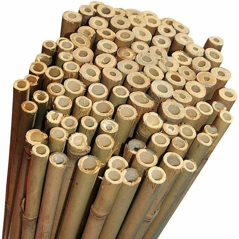 Almastore - 50 Canne Bamboo alte 150 cm ø 22/24 mm Per piante agricoltura orto arredi strutture in bambù