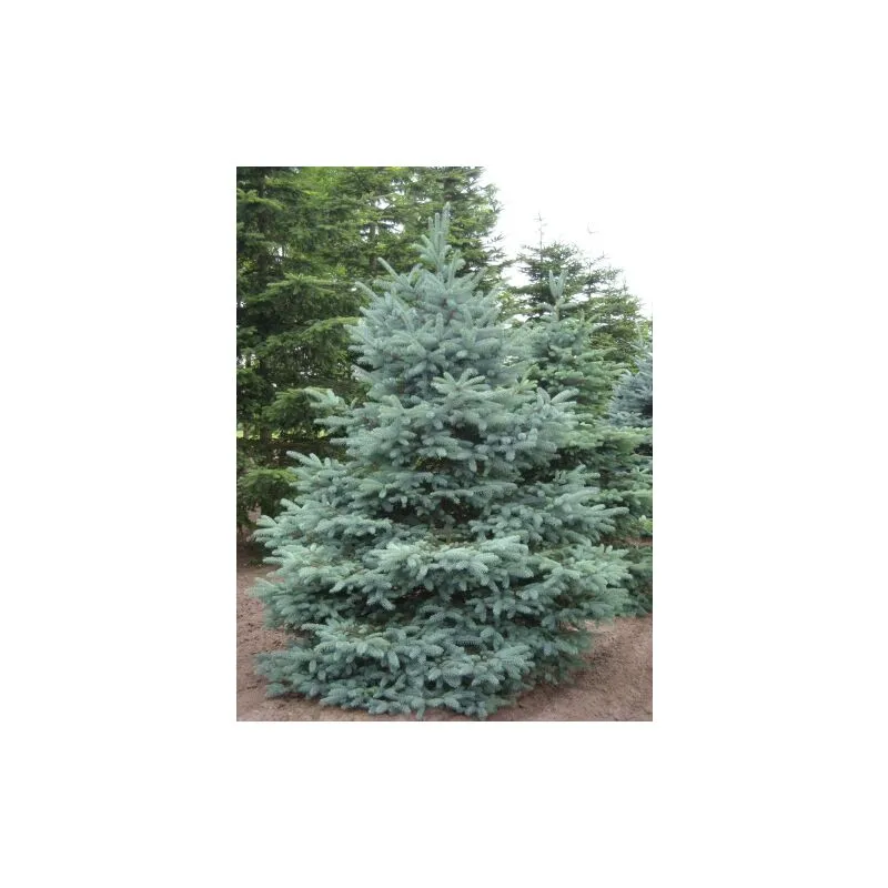 Abete argentato pino blu 'Picea pungens glauca Majestic Blue' albero di Natale pianta in vaso 11 cm