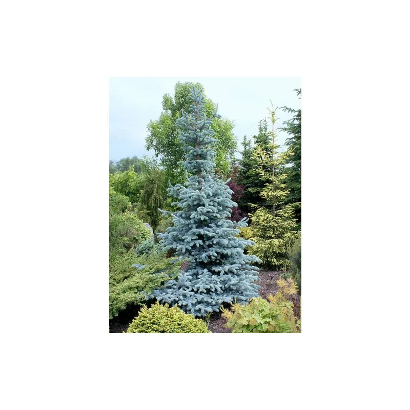 Abete Blu Argentato 'Picea Pungens Kosteriana Hoopsii' in mastello h. 100/120 cm