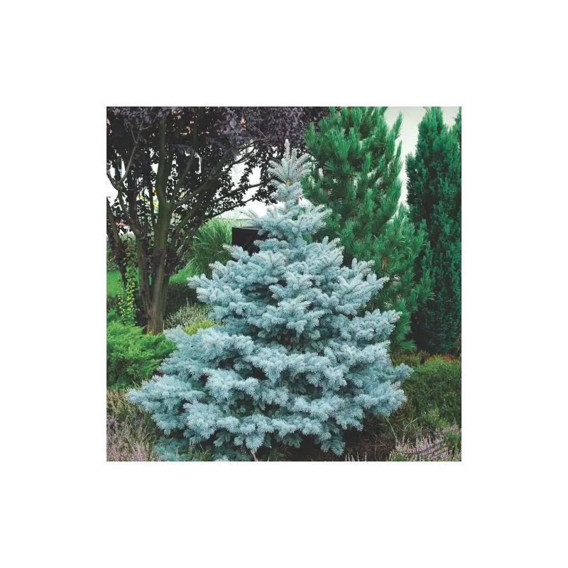 Abete Blu Argentato 'Picea Pungens Kosteriana Hoopsii' in mastello h. 120/140 cm