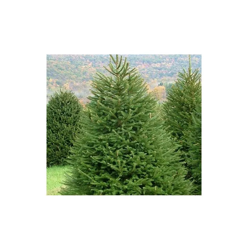 Abete rosso "Picea abies" Peccio Albero di Natale in mastello h. 80/100 cm