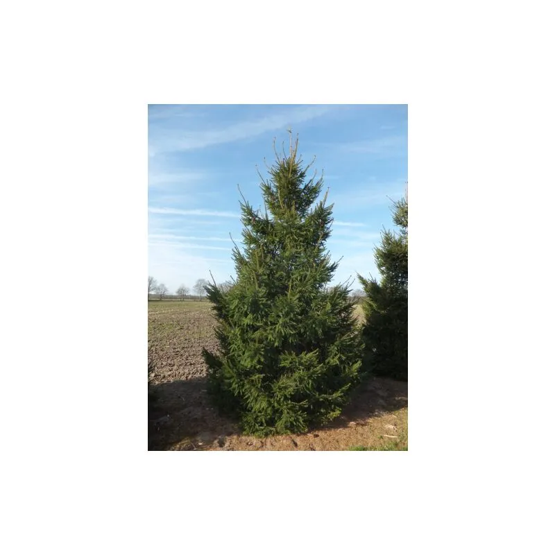 Vivaio Di Castelletto - Abete rosso 'Picea abies' Peccio Albero di Natale pianta in vaso 11 cm h. 30/40 cm