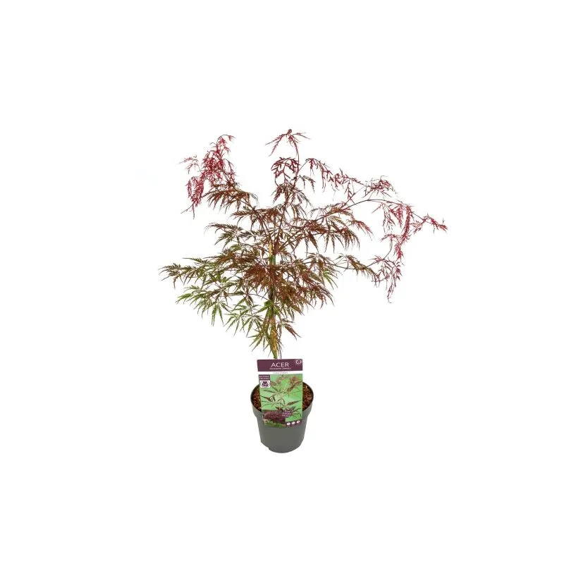 Acero rosso giapponese 'Acer palmatum dissectum Inaba Shidare' pianta in vaso 20 cm