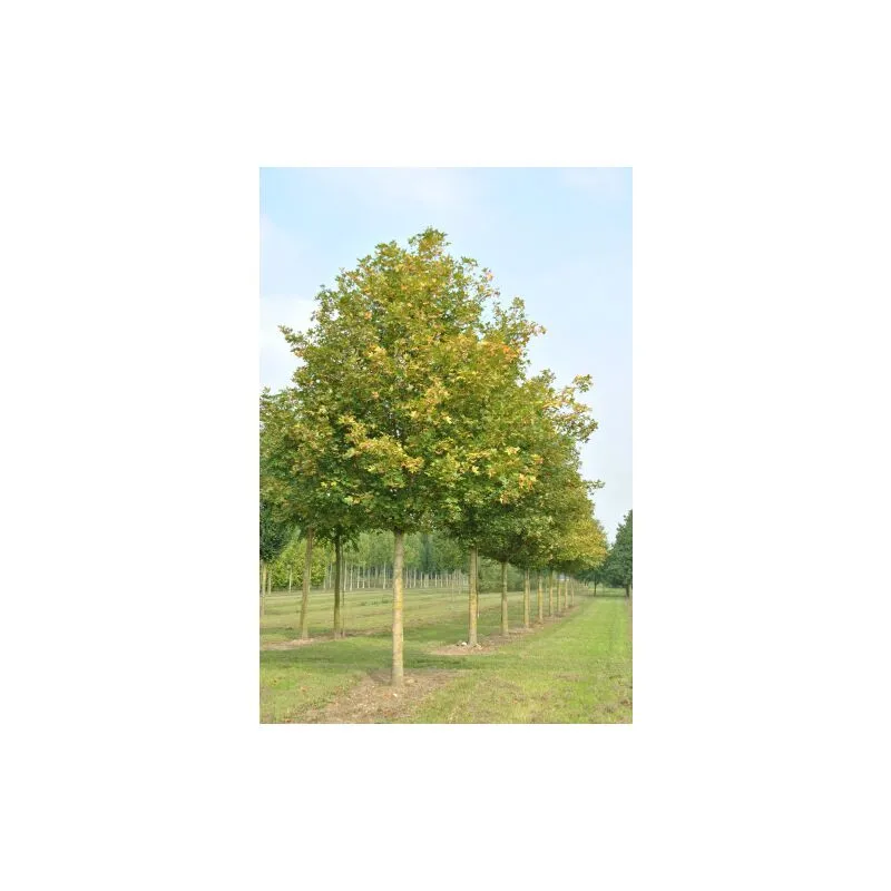 Acero campestre 'Acer campestre' pianta in mastello 50 cm h. 3.5/4 mt cfr 7/9 cm