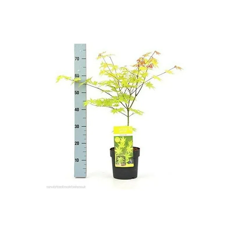 Acero giapponese "Acer palmatum Summer Gold" pianta in vaso 20 cm h 90/110 cm