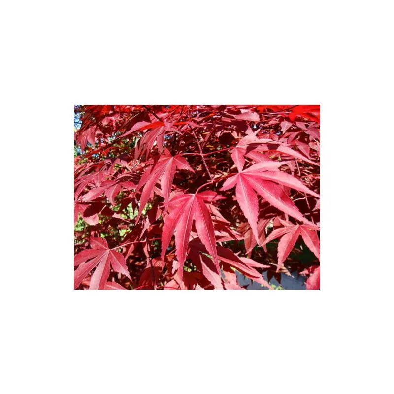 Acero rosso giapponese "Acer palmatum atropurpureum" pianta in vaso 13 cm