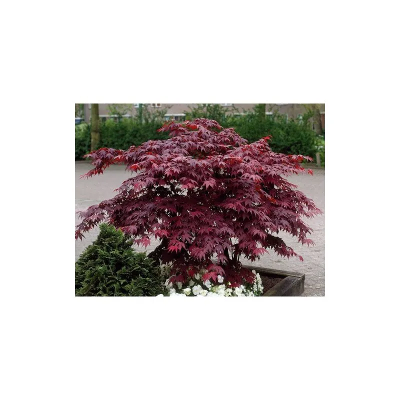 Acero Rosso Giapponese 'Acer Palmatum Bloodgood' pianta in vaso 22 cm h. 2 metri circa