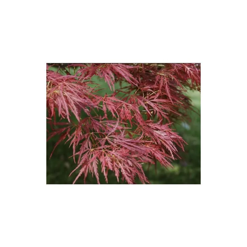 Acero rosso giapponese ad innesto basso 'Acer palmatum dissectum atropurpureum Stella Rossa' pianta in vaso 18 cm