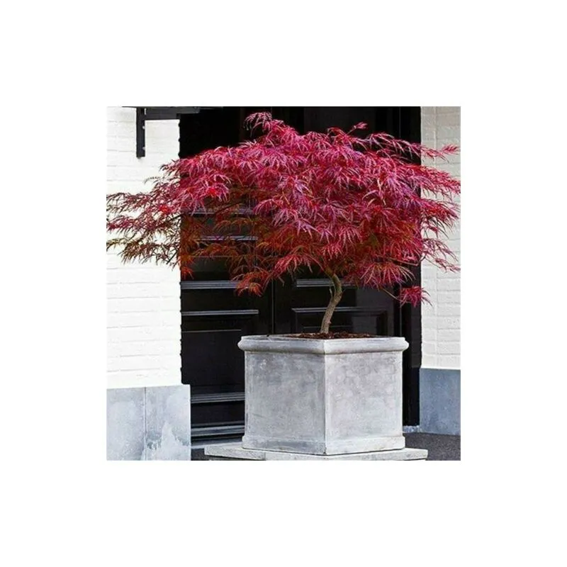Acero rosso giapponese 'Acer palmatum dissectum Firecracker' pianta in vaso 20 cm