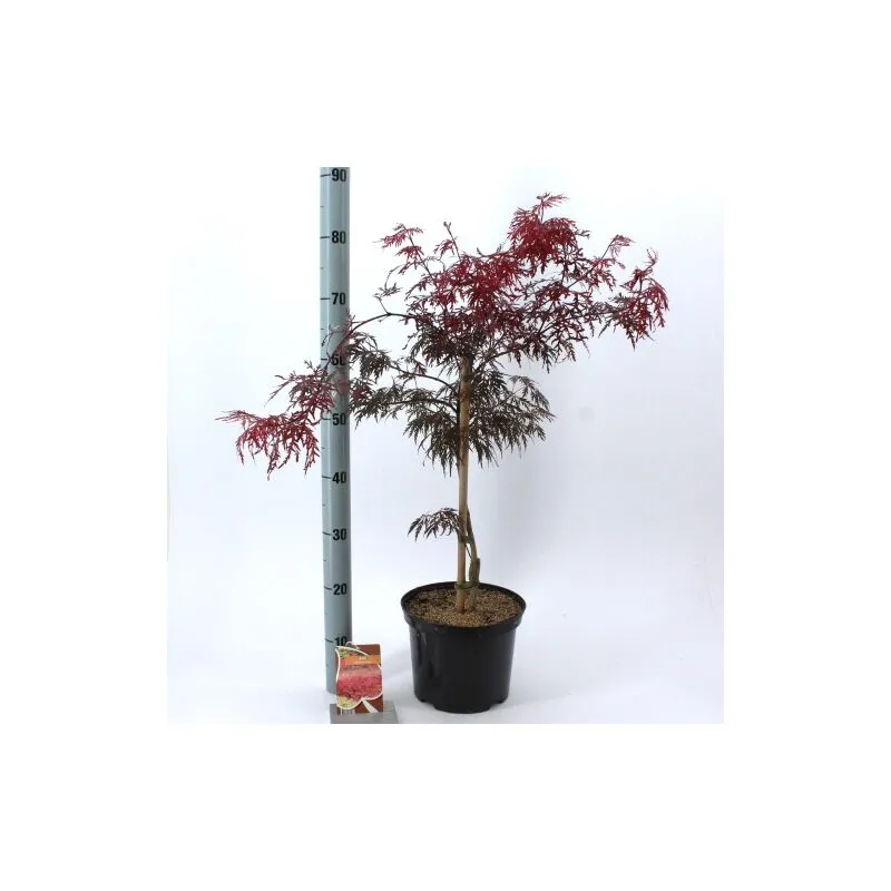 Acero rosso giapponese 'Acer palmatum dissectum Garnet' pianta in vaso 26 cm