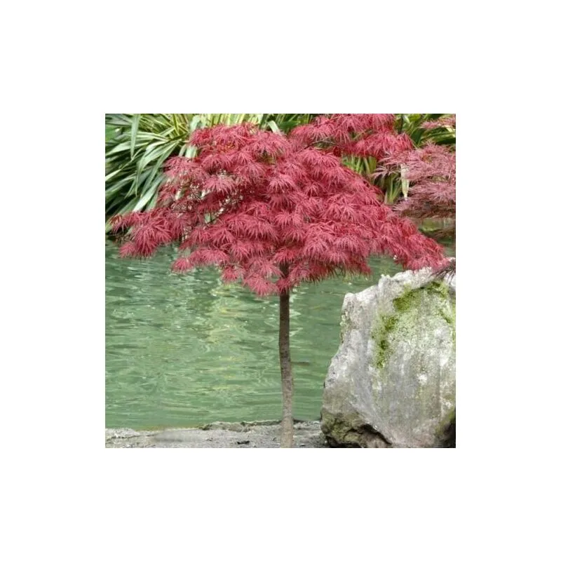 Acero rosso giapponese 'Acer palmatum dissectum Garnet' pianta in vaso 35 cm