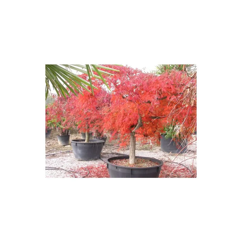 Acero rosso giapponese 'Acer palmatum dissectum' pianta in mastello 100 cm h. 180/200 cm cfr. tronco 34/36 cm