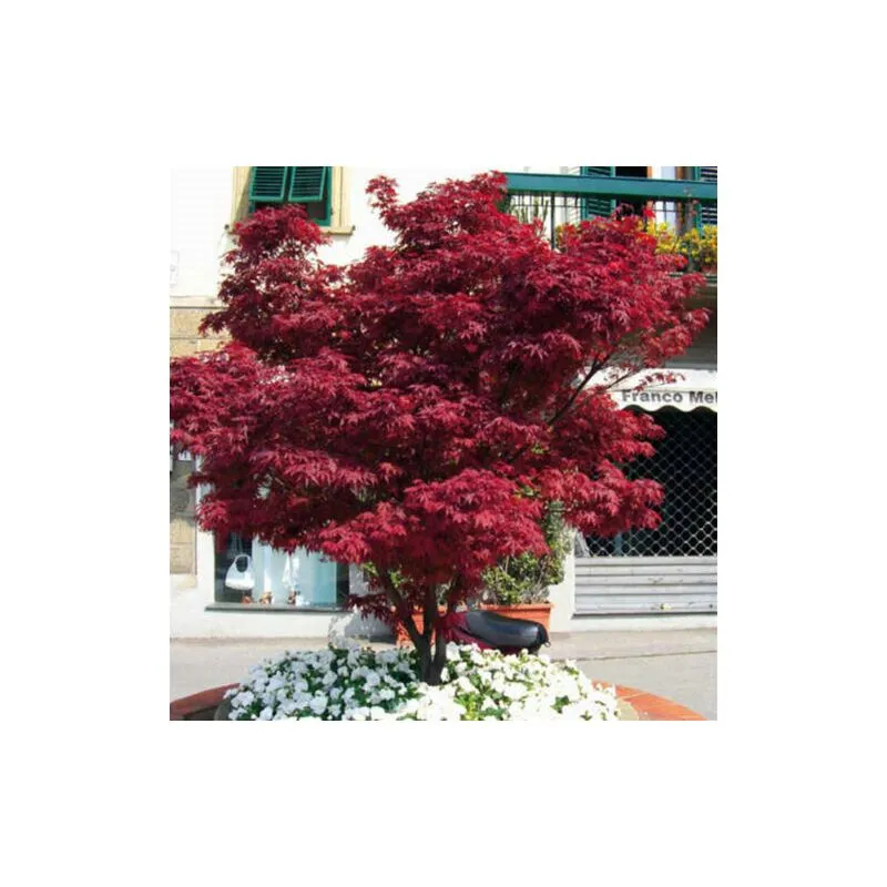 Acero rosso giapponese 'Acer palmatum Fireglow' pianta in vaso 22 cm